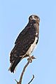 Black Chested Snake Eagle