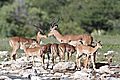 Black Faced Impala