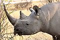 Black Rhino 4