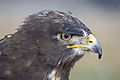 Buzzard