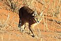 Caracal