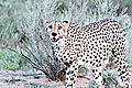 Cheetah