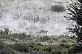 Cheetah chasing oryx