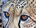 Cheetah Eyes