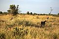 Cheetah group on S28