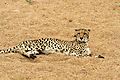 cheetah k7