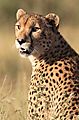 Cheetah S28-1