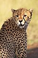 Cheetah S28 5
