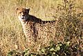 Cheetah S28 -8