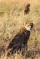 Cheetah S28 two