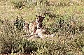 Cheetah time to eat