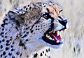 Cheetah up close