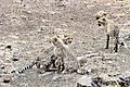 Cheetah with cubs 3