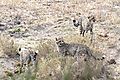 cheetah with 3 cubs