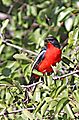 Crimson-breasted Shrike (Gonolek)