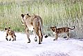 Cubs and mom on the road.