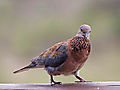 Dove