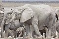 Elephants - The Big And Small Of It