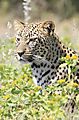 Etosha Leopard 2