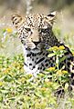 Etosha leopard 3