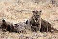 Etosha lion 5