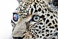 Eye Of The Leopard 3