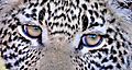 Eye Of The Leopard Cub