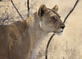 Female Lion Etosha