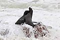 Fur Seal 4