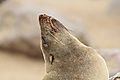 Fur Seal 6