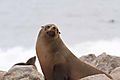 Fur Seal 9