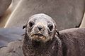 Fur Seal 11