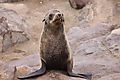 Fur seal 14