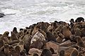 Fur Seals 2