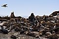 Fur Seals On Seal Island 1