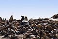 Fur Seals On Seal Island 2