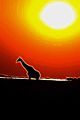 giraffe 6a