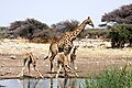 Giraffe Etosha 1