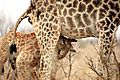 Giraffe Nursing