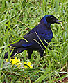 Greater Blue Eared Glossey Starling
