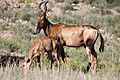 Hartebeest 1