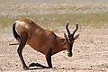 Hartebeest (red)