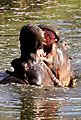 Hippo fighting