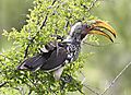 Hornbill