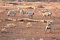 Hyena near Satara