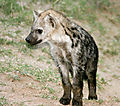 Hyena Pup