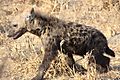 Hyena pup 7
