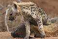 Hyena Pup With Mom
