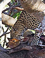 Impala In A Tree