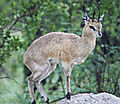 Klipspringer 2